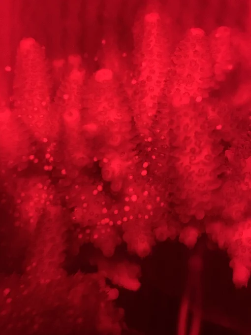 Close up of a coral with bundles about to be released under red light.