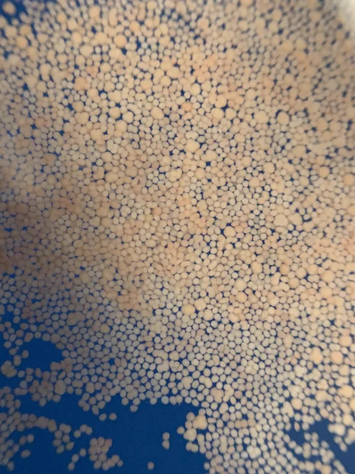 Close up of bundles breaking and small eggs