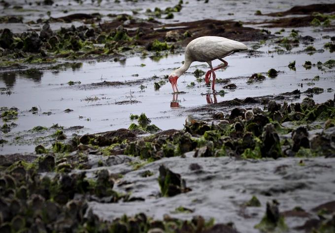 Oysters are considered "ecosystem engineers" because they build up reefs that create hiding places for fish. #Oyster reefs also shield the coast from waves, creating calmer water where marsh plants and seagrass beds can grow.