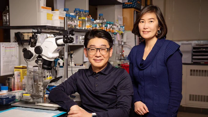 A study led by Illinois postdoctoral researcher Eung Chang Kim and professor Hee Jung Chung found that mice with a genetic mutation associated with epileptic encephalopathy exhibit not only the seizure and behavioral symptoms of the disorder, but also neural degeneration and inflammation in the brain. Photo credit: L. Brian Stauffer, University of Illinois