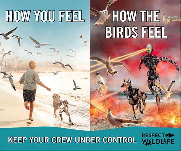 graphic showing two side by side pics. Left shows a child and dog running at flushed gulls on a beach with text saying how you feel and right photo shows front view of gulls flushing with a robotic child and dog with lasers coming out of their eyes   running at gulls. text at bottom reads keep your crew under control respect wildlife