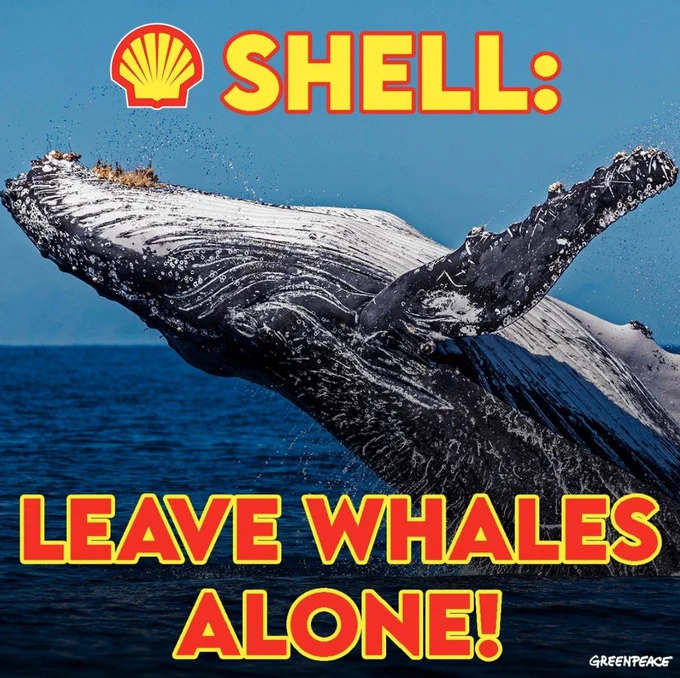 Whale swimming in the ocean 