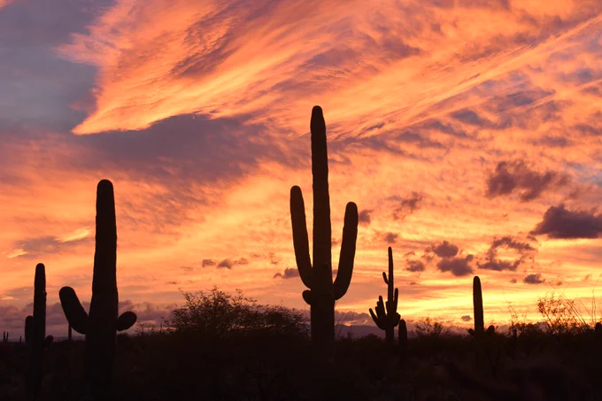 cactus and sunset at Saguaro National Park