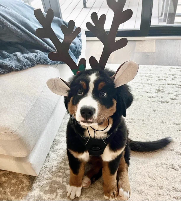 bernese mountain puppy with reindeer antlers on his head. he’s looking up at you, clearly motivated to make Santa’s squad