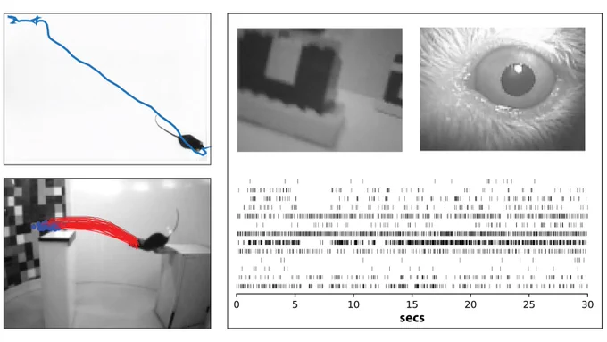 Research image from Dr Cris Niell, showing prey capture and visual neural responses in mice