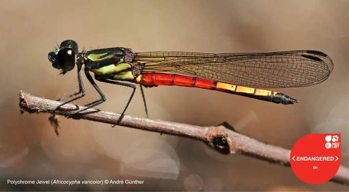 Endangered Polychrome Jewel