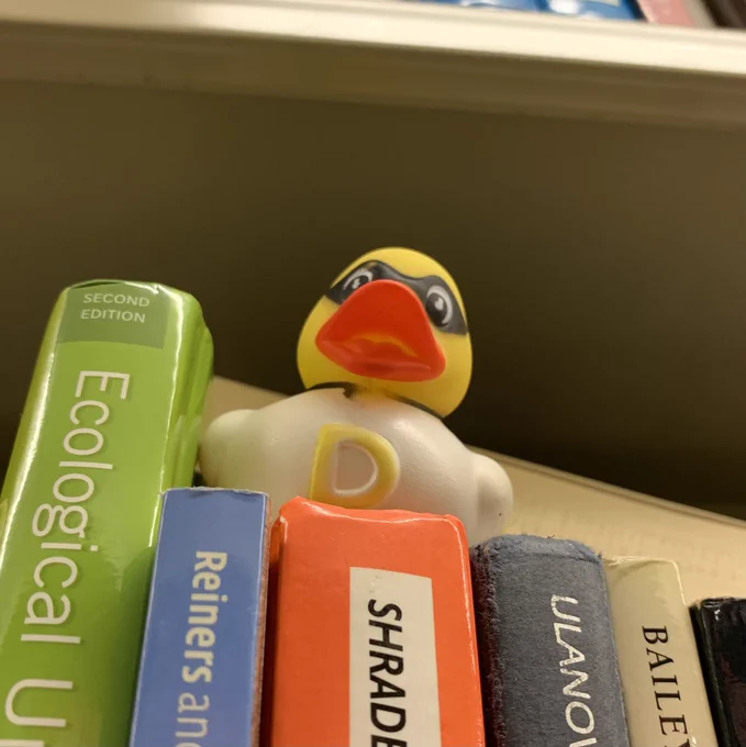 Looking up at a duck on top of books