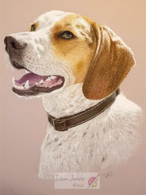 Bagel commissioned pet portrait in pastel by Ivan Jones artist