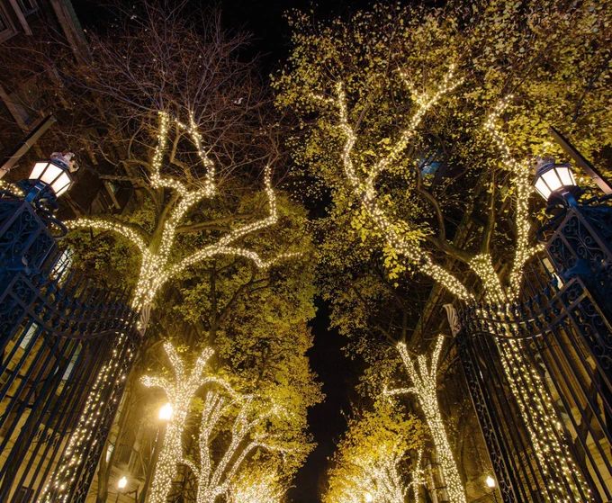 Image of the trees lining College Walk, illuminated at night