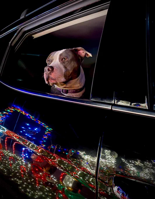 brown and white pitbull looking out a car window. in the reflection you can see he’s looking at an elaborate display of colored christmas lights