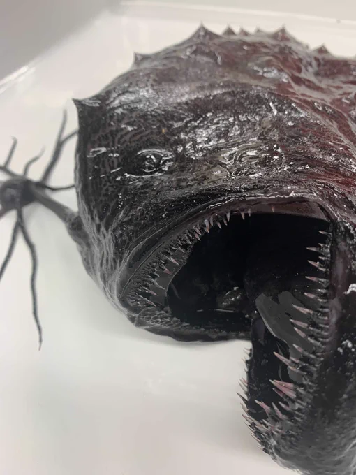 A close-up image of a Pacific footballfish, a large fish with a large open mouth and sharp teeth.