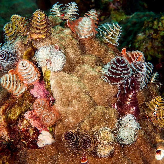 a small coral mound covered in different colored, cone-shaped, feathery objects