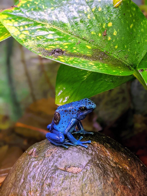 profile shot of a blue poison frog with black spots sitting under a green leave atop a coconut shell, there is a tadpole stuck on their side