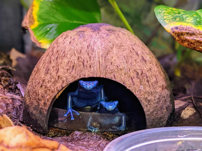 two blue poison frogs looking at the camera from within a half coconut shell shelter, one frog has their hand on the back of the other frog and the other hand on the edge of the plastic petri dish that both frogs are sitting in