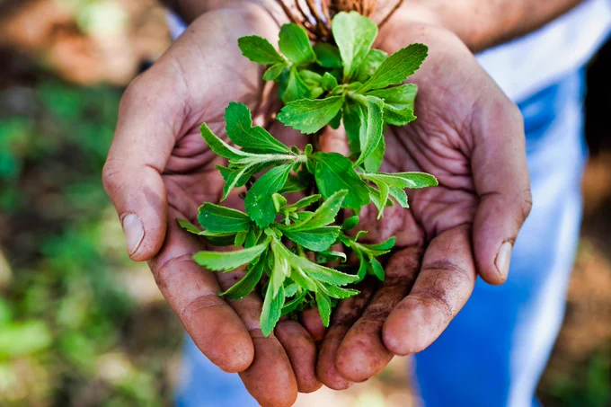 Stevia green leafs hands