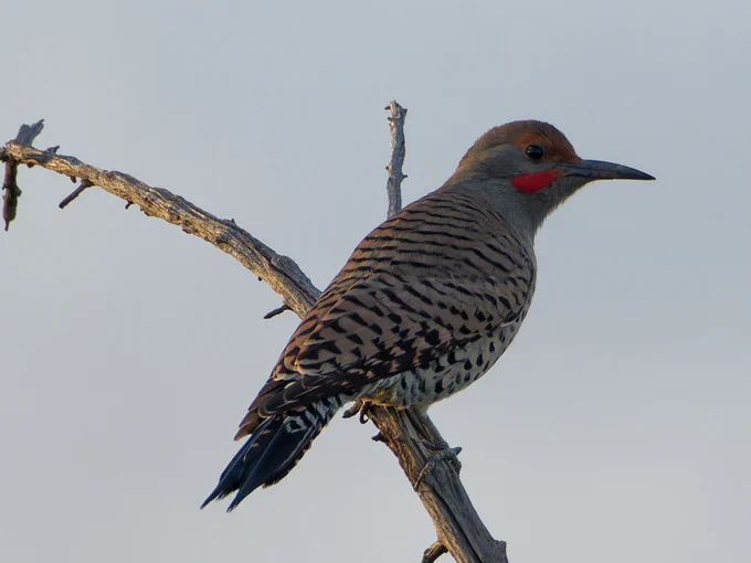 Northern Flicker Woodpecker