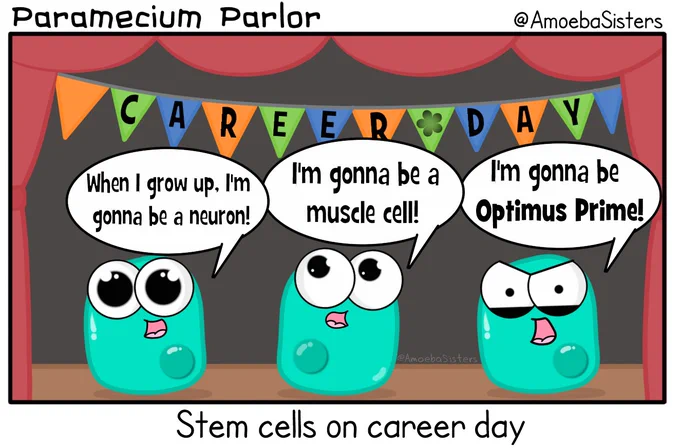 Amoeba Sisters Paramecium Parlor comic. Three cartoon stem cells on career day. First cell says, "When I grow up, I'm going to be a neuron!" Second cell says, "I'm gonna be a muscle cell!" Third cell, "I'm going to be Optimus Prime!"