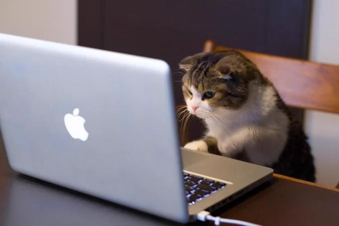 Brown and White kitten sitting infant of silver MacBook laptop