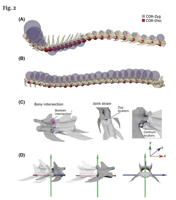 Method for estimating osteological digital range of motion (oROM). Assembled vertebral columns of a cat (A) and tegu (B), showing the locations of the center of rotations using the zygapophysis (purple) and disk (red) approach. (C) Each motion segment consists of an anterior and posterior vertebra (cat, L5–L6). Landmarks were placed at the centrum extremes (dorsal, ventral, left, right; blue: anterior landmarks; pink: posterior landmarks), as well as the anterior and posterior extremes of the left zygapophysis. Limits on motion are determined by bony intersection between vertebrae, disarticulation of the zygapophyses, and strain at the centra. (D) Coordinate system for vertebral bending, where the x-axis is axial rotation, y-axis lateral bending, and z-axis sagittal bending.