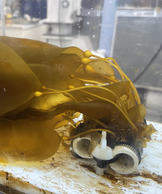 Baby bull kelp growing in a recirculating lab tank