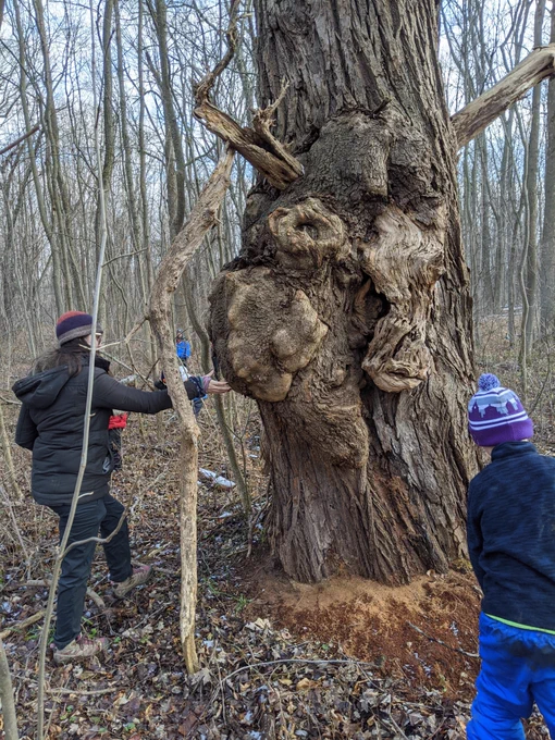 Our Learning Guide examines this tree, as students watch to see what might be living inside. 