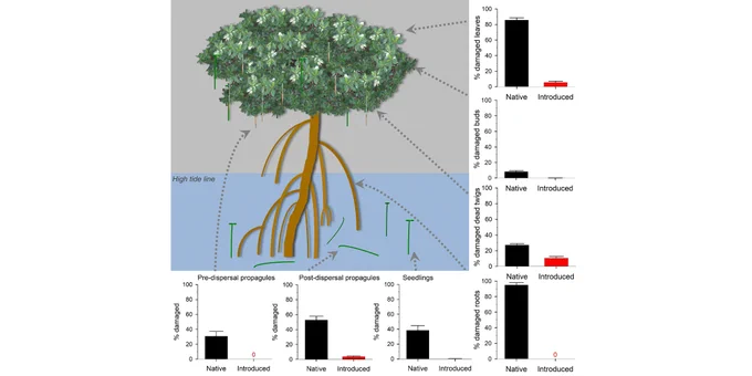 Mean (±SE) percentage of leaf, bud, dead twig, root, propagule, and seedling samples damaged by herbivores or other enemies in native mangrove populations (black bars) and introduced populations of mangroves in Hawaiʻi (red bars). Damage was significantly higher in native mangroves than in introduced mangroves for all mangrove parts