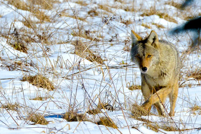 Coywolf prowling in the snow.