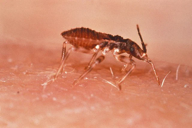 Triatoma infestan o también llamado vinchuca.
De la Colección del Centers for Disease Control and Prevention's Public Health Image Library (PHIL), número de identificación #2538.