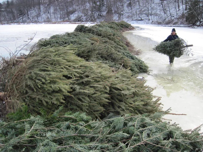 cut christmas trees laying on their side across a creek bed.