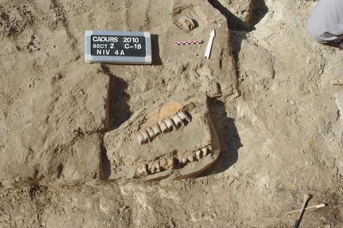 Mandibule de rhinocéros, site de Caours. © G. Jamet    Source : INRAP