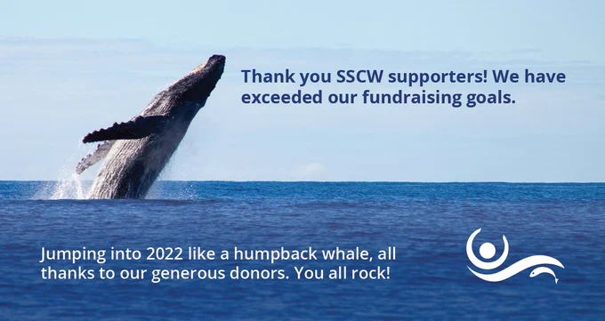 Humpback whale jumping
