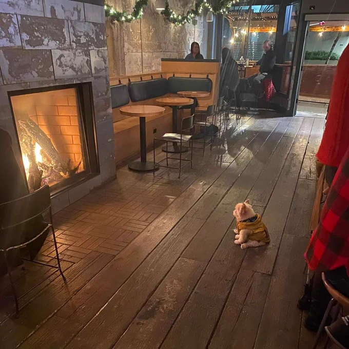 little fluffy white dog in a yellow jacket sitting widely in a pub of sorts. nobody is around him. he’s staying at a roaring fire. the light reflects of his face and ears