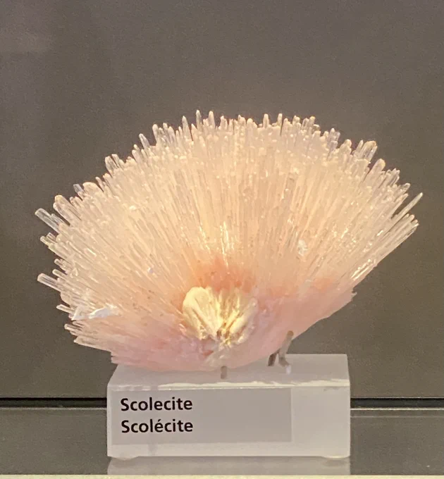Pale pink acicular scolecite crystal cluster radiating upwards and out from a central point. It sits on a semi transparent plinth with the words "Scolecite; Scolécite" written on it, it is on a glass shelf in front of a grey wall. Specimen is from India and on display at the Royal Ontario Museum.