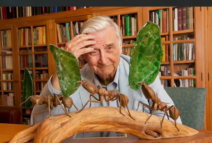 Harvard University Professor E.O. Wilson in his office at Harvard University in Cambridge, Massachusetts. 