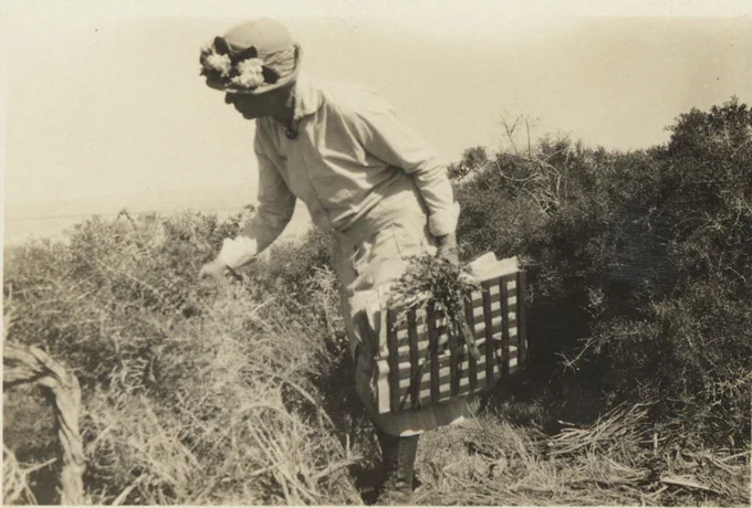 In an old photograph, Eastwood walks through waist-high brush carrying a plant press. 