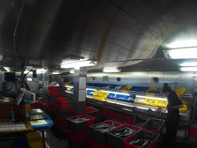 Celtic Explorer wet lab on Irish Anglerfish and Megrim Survey. AKA North East Atlantic Fish ID and sampling school par excellence!  2022 applications open now!  http://www.smartseaschool.com/IAMS2022 