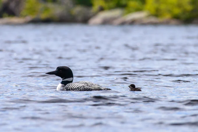 A loon and its baby sitting on a pond. Photo courtesy of Will Greene/Friends of Acadia.