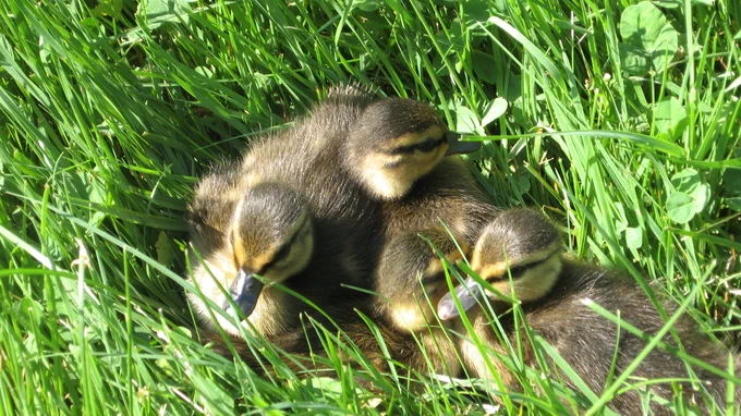 A photo of three baby ducklings sitting next to each other on green grass. The ducklings bodies are brown with black bills and light yellow around their eyes.