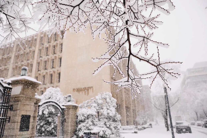Snow covered branches near Kogan Plaza
