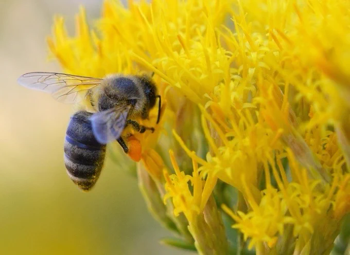 bee on yellow flower