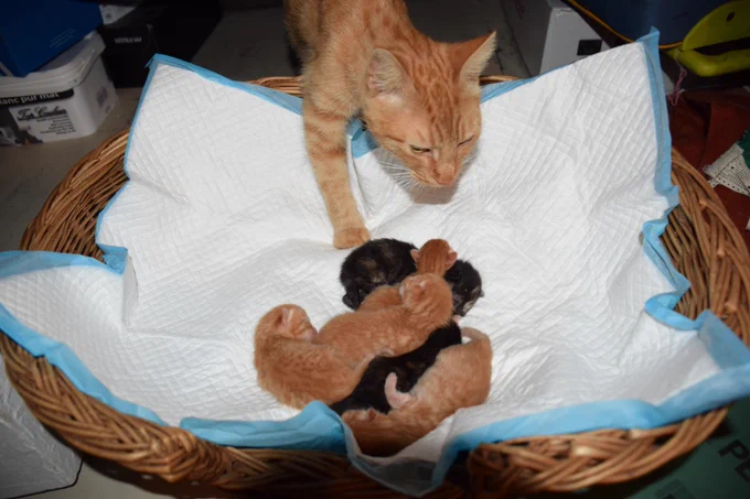 Portée de six chatons d'à peine un jour. Ils sont tous blottis les uns contre les autres sur une alèse dans un panier. Leur maman entre les rejoindre dans le panier.
