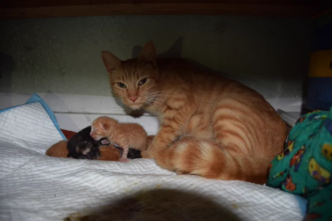 Portée de six chatons d'à peine un jour et leur maman qui regarde l'objectif de l'appareil photo. Les chatons sont tous blottis les uns contre les autres sur une alèse dans un panier.