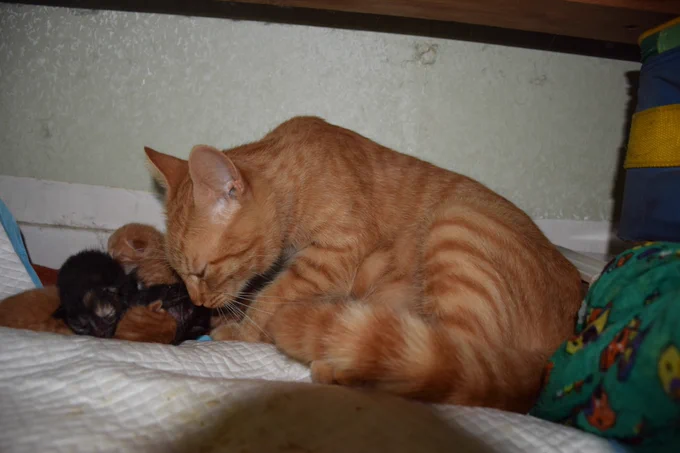 Portée de six chatons d'à peine un jour et leur maman qui s'occupe d'eux. Les chatons sont tous blottis les uns contre les autres sur une alèse dans un panier.