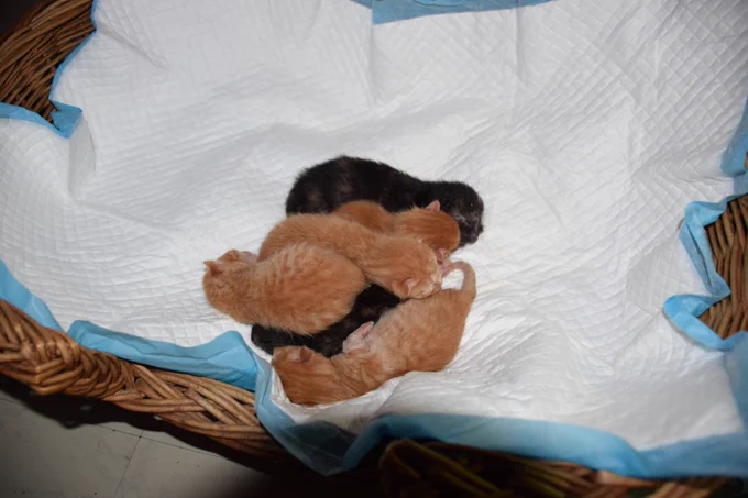 Portée de six chatons d'à peine un jour. Ils sont tous blottis les uns contre les autres sur une alèse dans un panier.