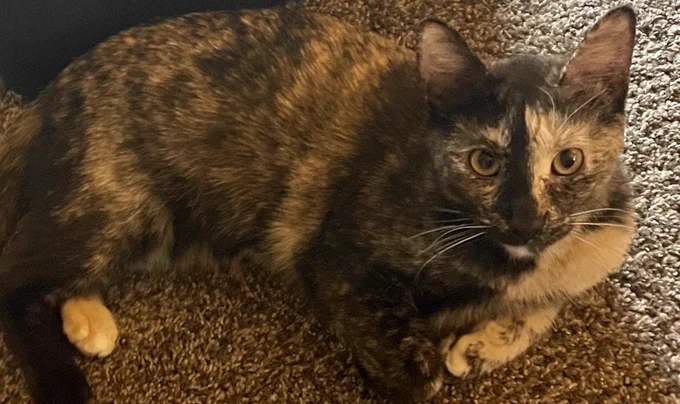 A tortoiseshell cat laying down with her front paws lightly curled towards her body. She is looking up at the camera with an alert but neutral expression