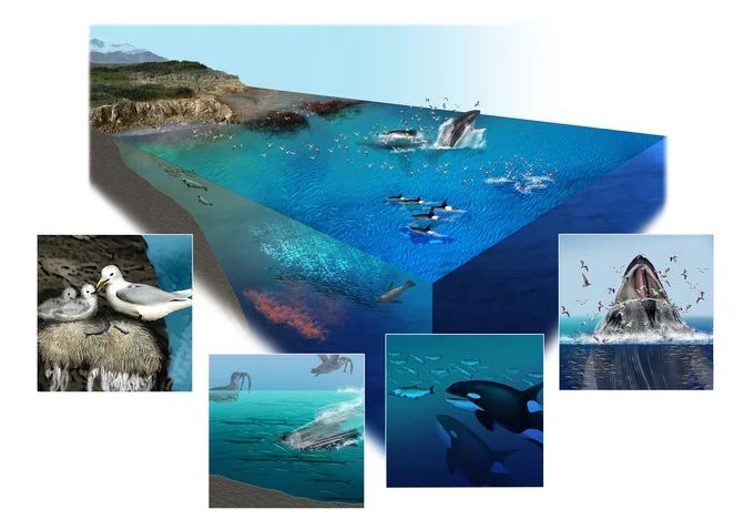 Graphic with five images. Main graphic shows land to ocean with whales, seals, and forage fish under the water. Two smaller boxes show humpback whale bubble net feeding and killer whales hunting fish. Other two boxes show seabirds feeding on small fish and kittiwake on nest feeding two chicks.  