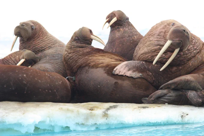 Six walrus on ice flow. The middle walrus has a satellite tag on its back. Scientists radio-tag walruses in the Chukchi and Bering seas to better understand their movements and foraging behavior. 