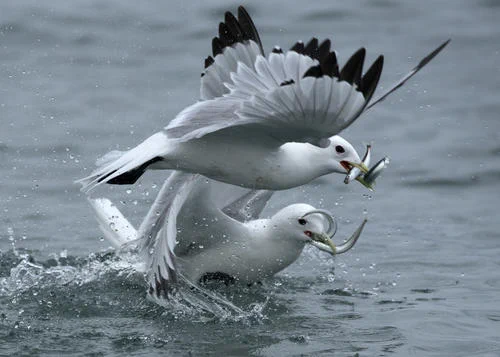 Black-legged Kittiwakes foraging for fish in Cook Inlet, Alaska.