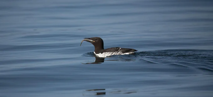 A Common Murre holds a Northern Ronquil in its bill. Photo taken at Gull Island in Kachemak Bay, Alaska.