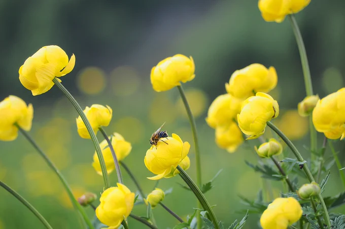 bee, yellow flowers, pollinate